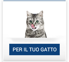 catalogo_gatto