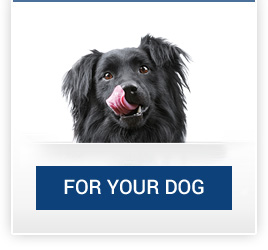 catalogo_cane_en