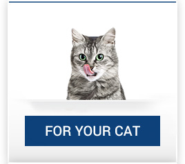 catalogo_gatto_en