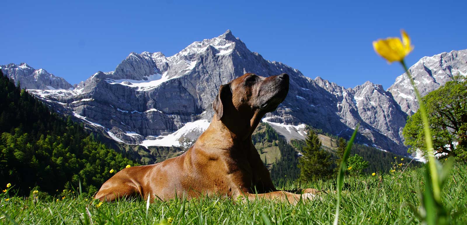 tabella dosi cibo per cani cuccioli monge