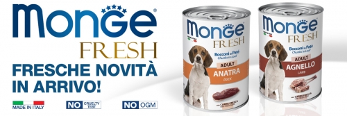 news monge fresh 2019