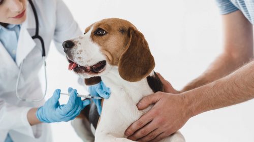 Castrazione Sterilizzazione nel cane