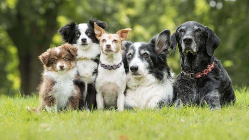 5 cani affiancati
