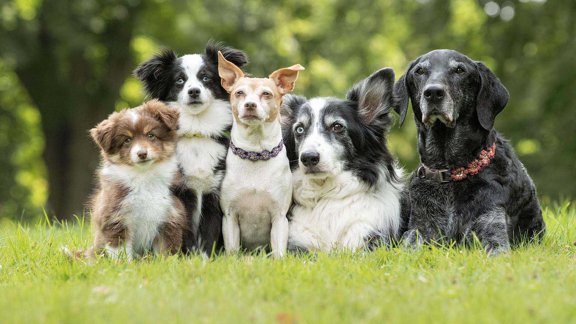 5 cani affiancati