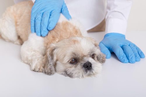 Un cane con il muso appoggiato sul lettino del medico