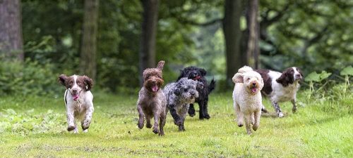 Cani che corrono in un prato