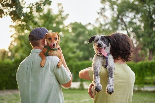 Due cani in braccio ai loro padroni 
