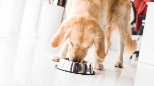 alimentazione della cagna in gravidanza