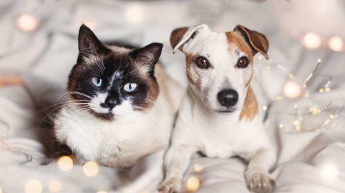cane e gatto