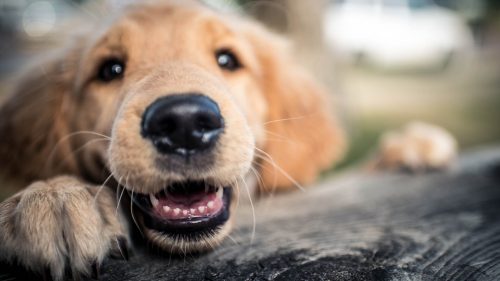 lacrimazione nel cane