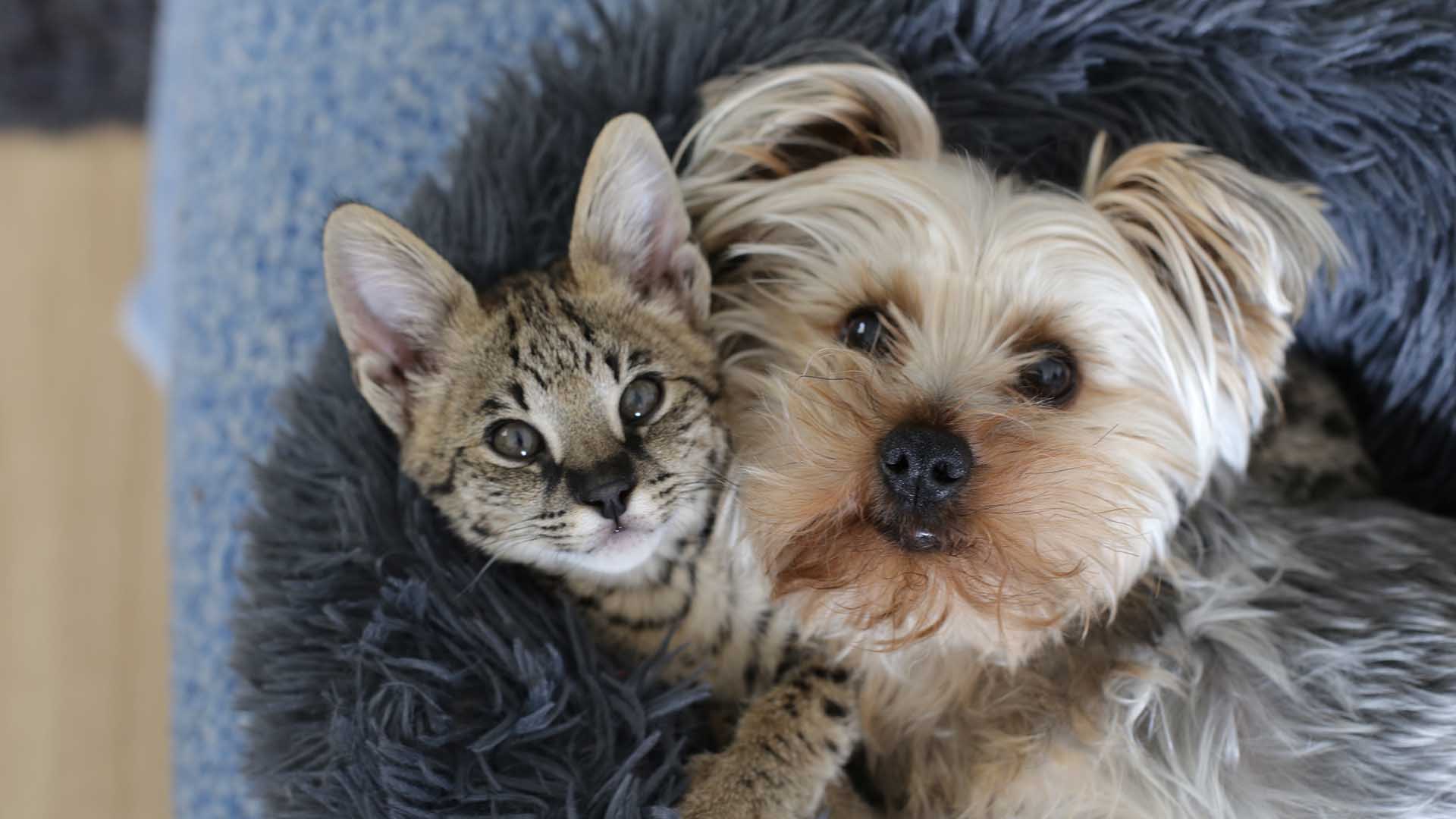 Food Allergy in Dogs and Cats Monge.it