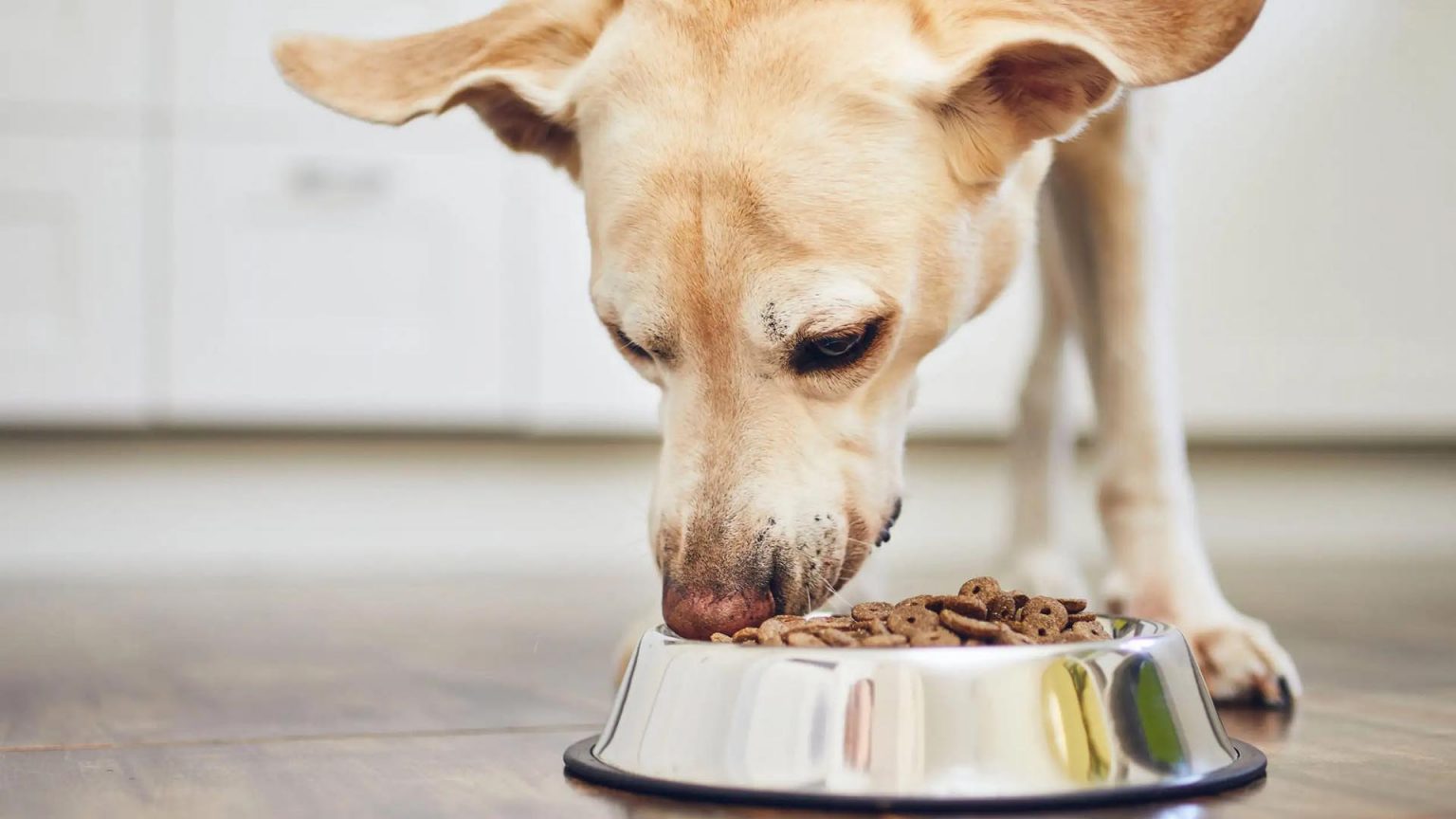 Monge foods, Cat foods, Dog foods, How to feed a cat, How to feed a dog