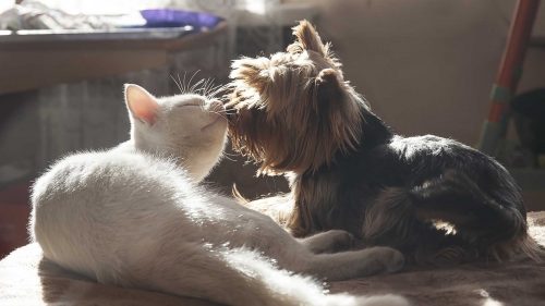 Effetti della sterilizzazione chirurgica