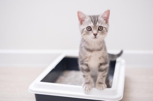Gattino nella sua lettiera