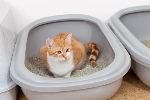 Gattino nella sua lettiera