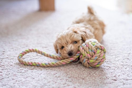 Cucciolo che gioca con una corda