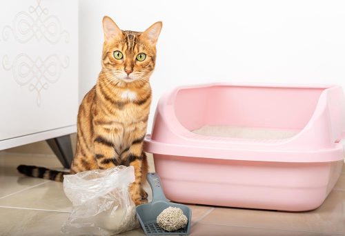 Gatto accanto alla sua lettiera