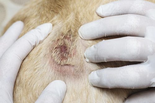 Dermatite atopica ne cane