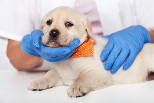 Cucciolo tra le braccia del medico