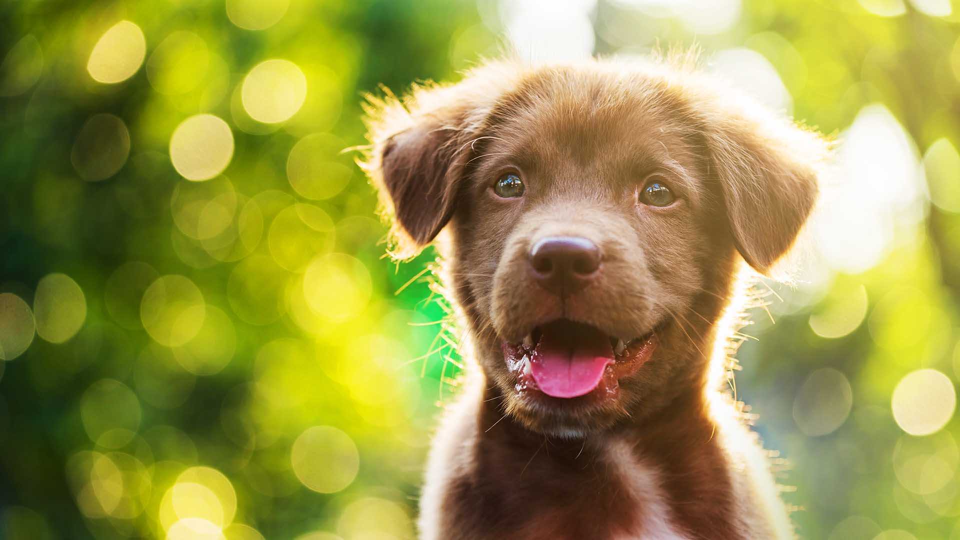 Iperattività del cane cucciolo e giovane