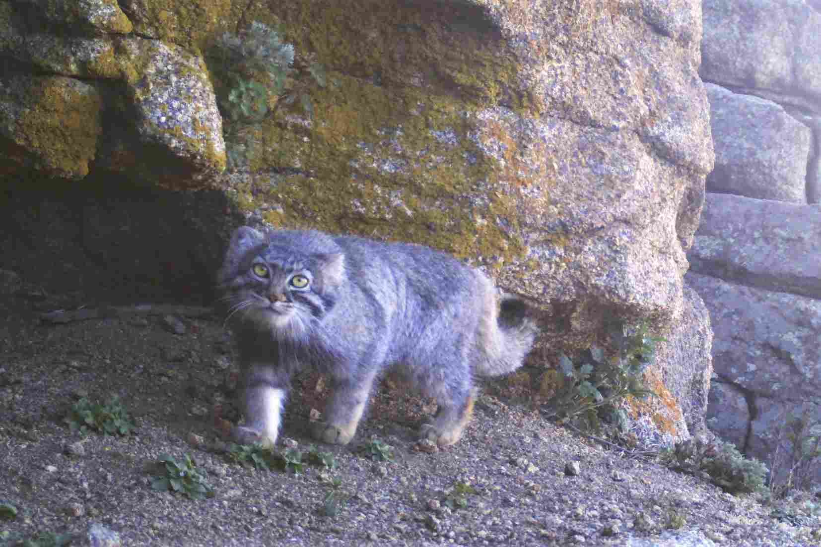 Know Your Cat - Pallas Cat