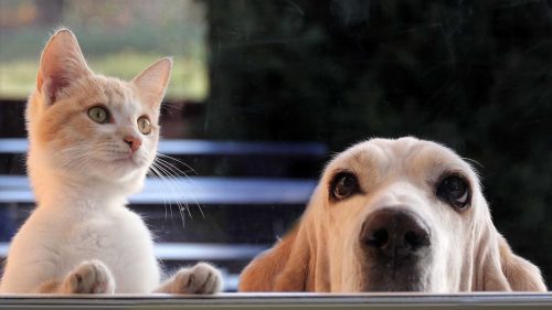 bisogni e desideri nel cane e nel gatto