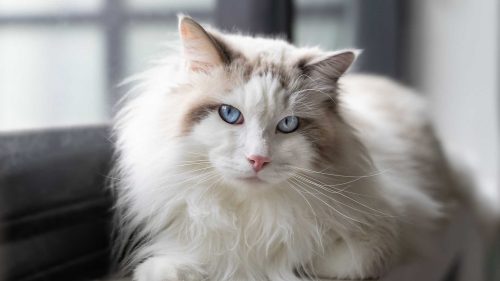 boli di pelo nel gatto