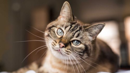 gatto anziano