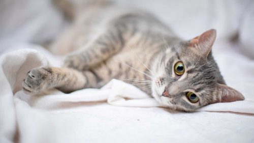 gatto individuo