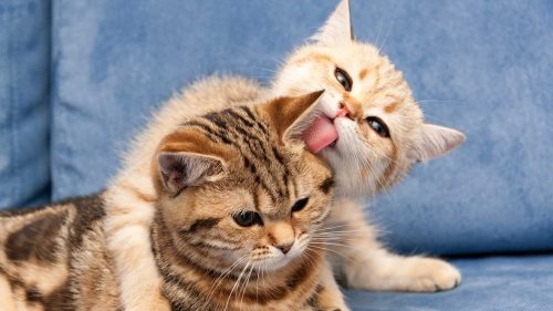 gatto relazione