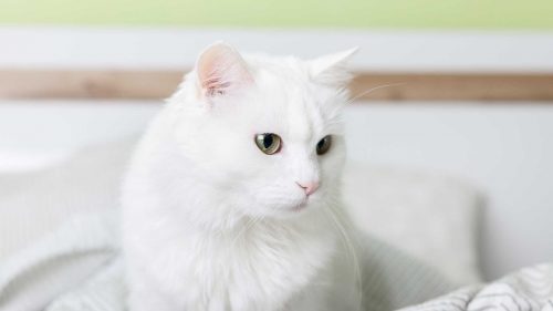 gatto sensi