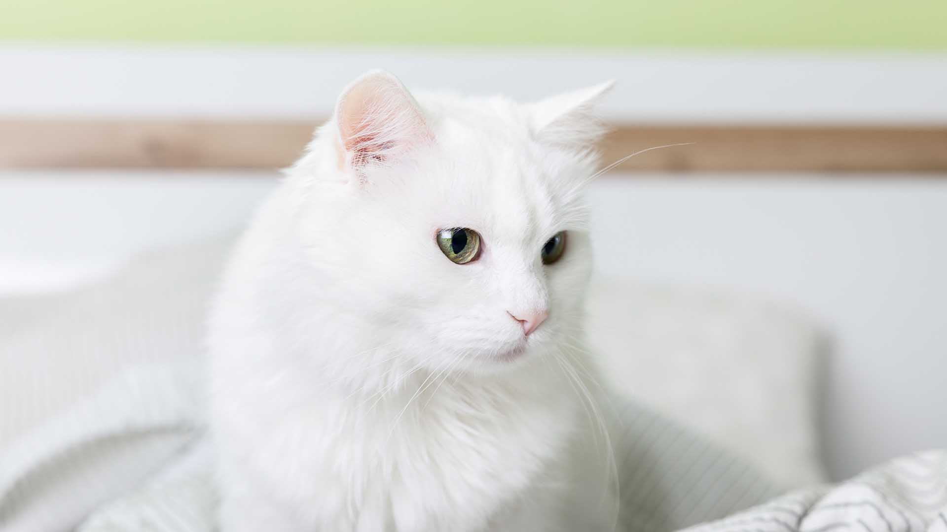 gatto sensi