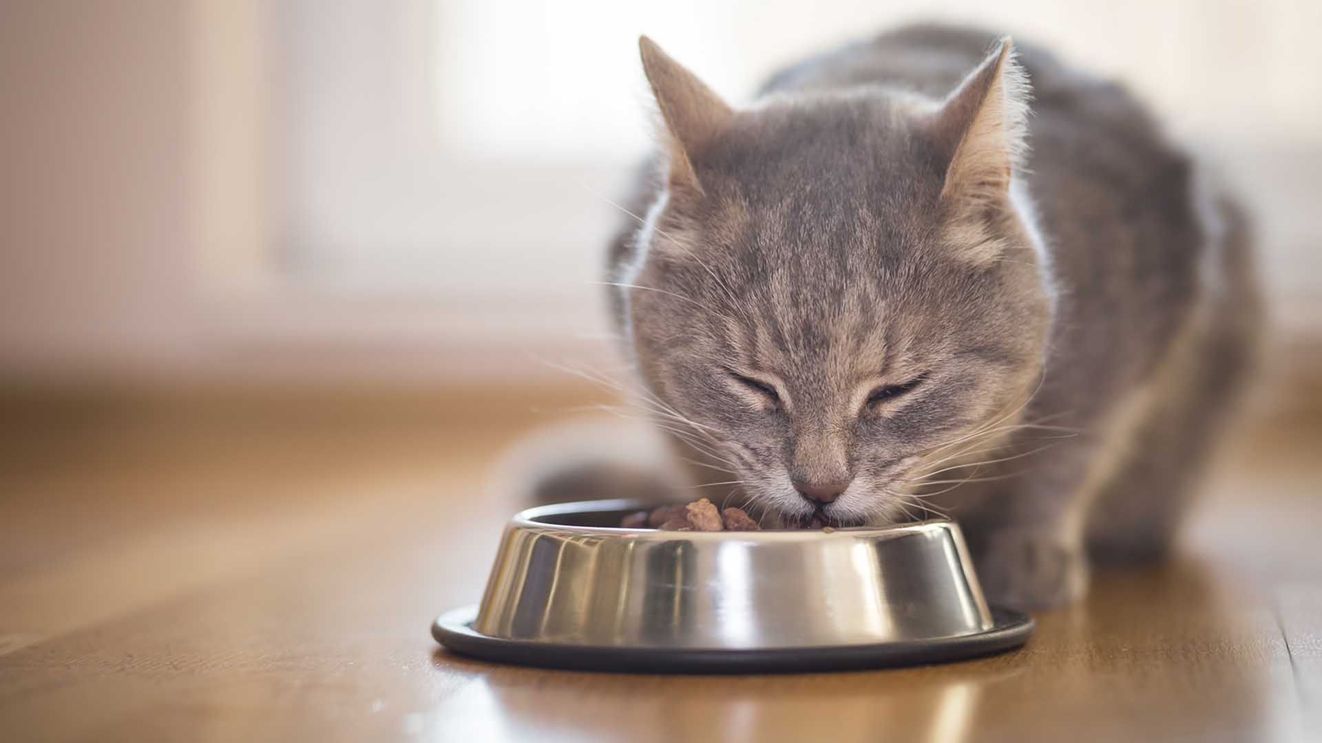 gatto territorio