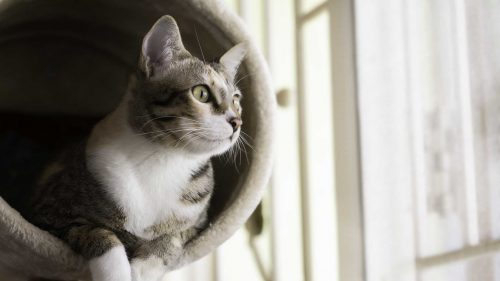 noia gatto