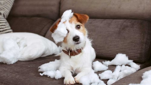 prima volta di un cucciolo in casa