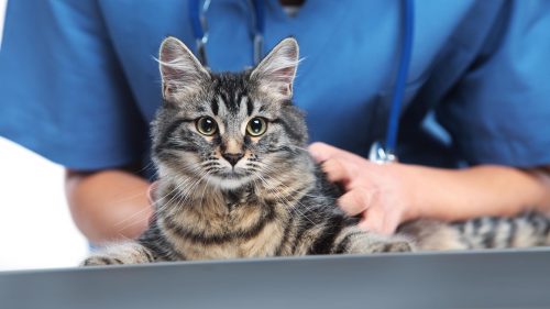 prurito nel gatto