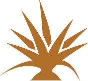 yucca schidigera