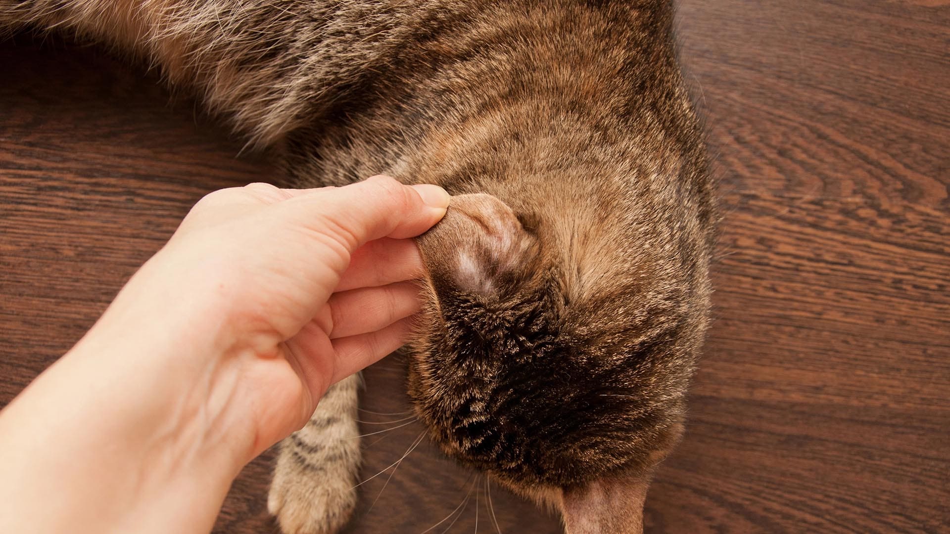Cover - Gatto con la tigna