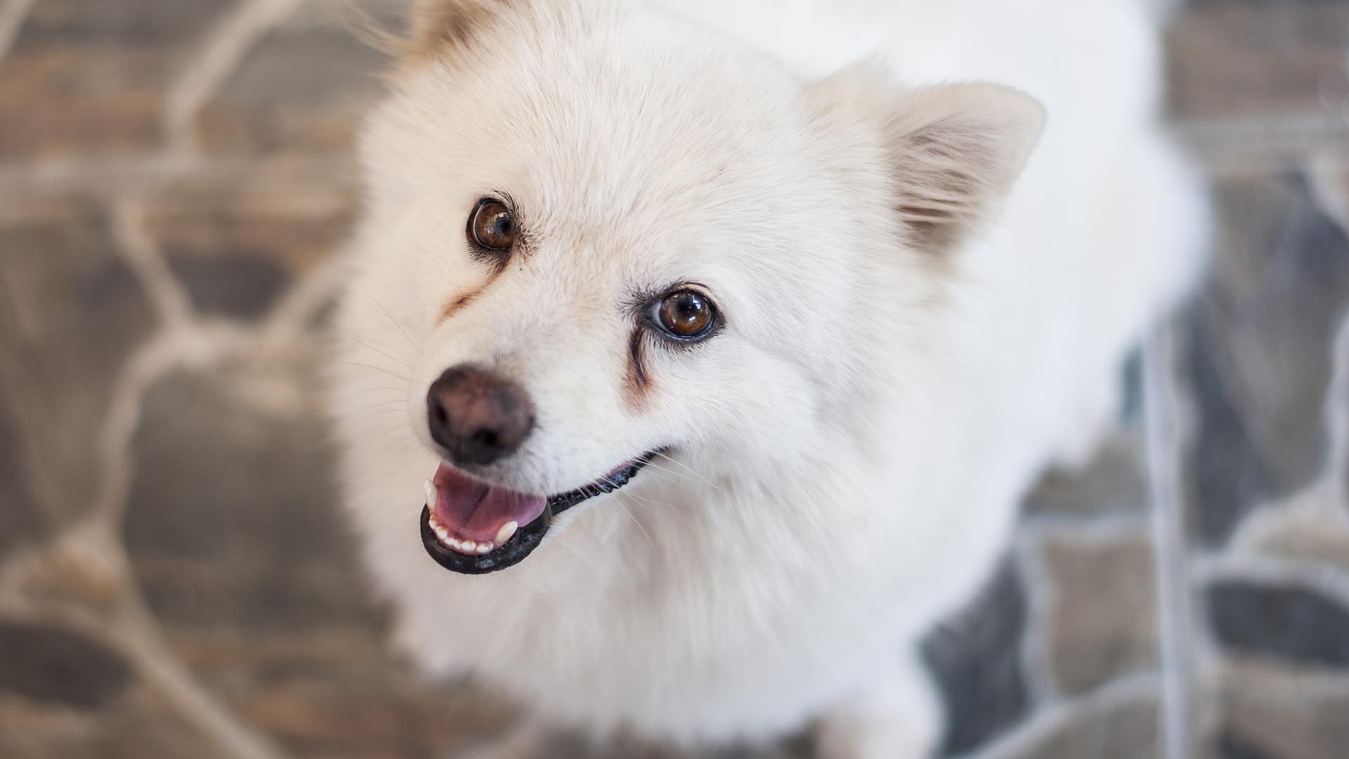 Cane bianco
