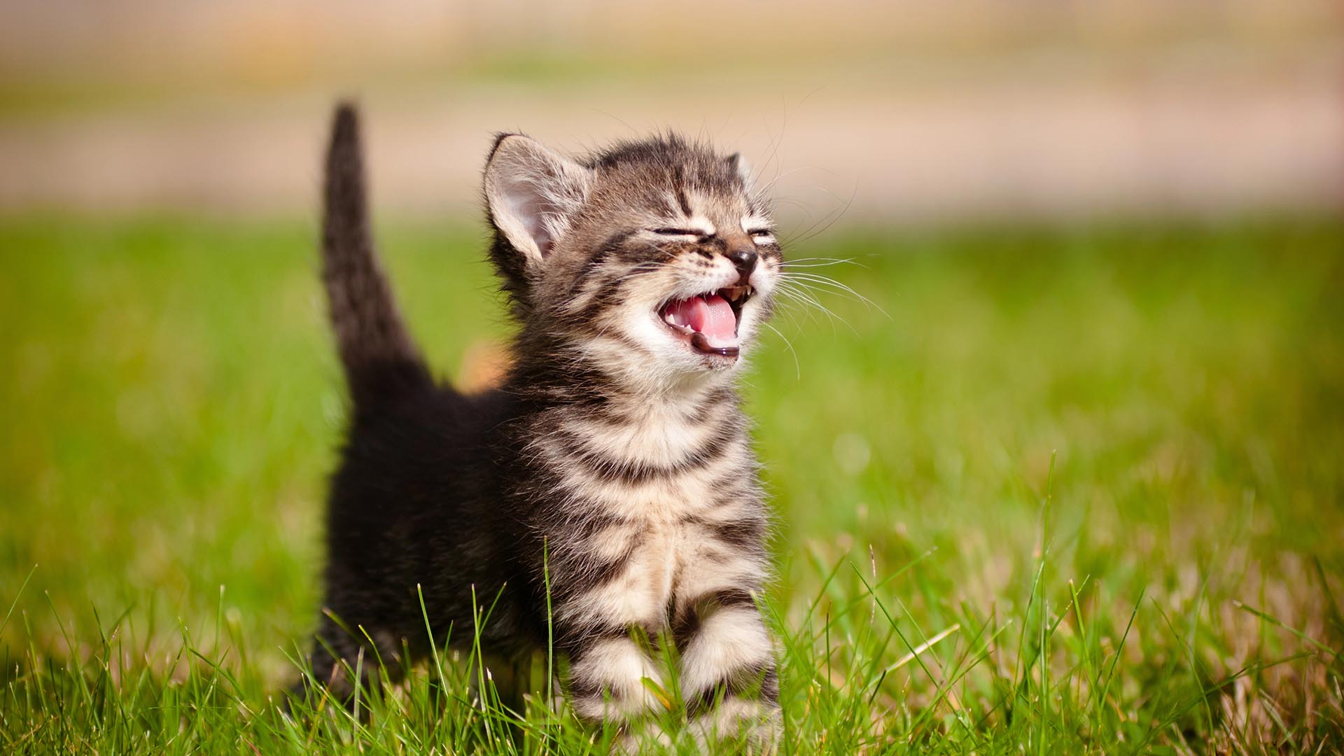 Gatto che miagola Monge
