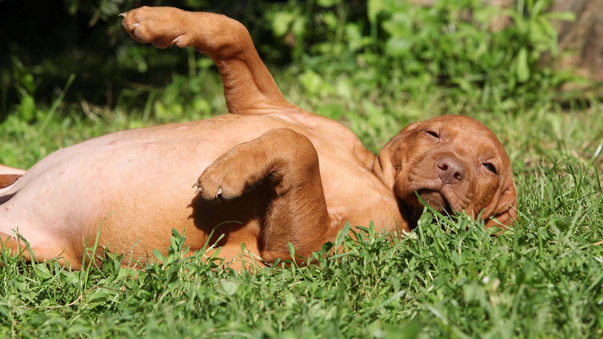 La gravidanza nel cane