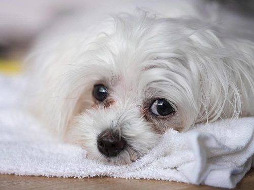 Cane bianco striste