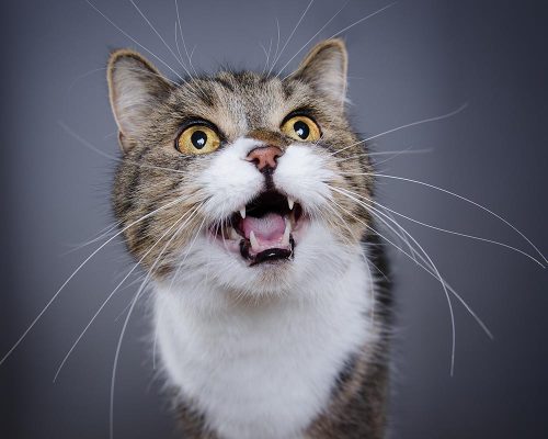 Gatto che miagola