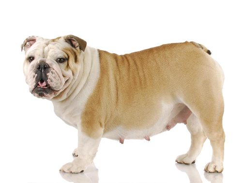 La gravidanza nel cane