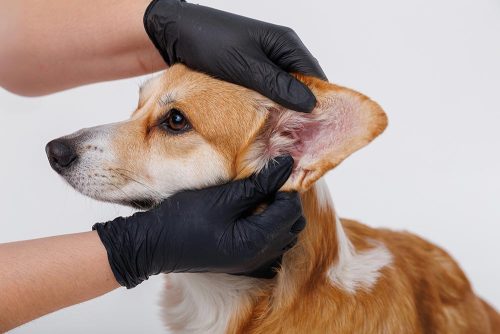 Le orecchie del cane Monge
