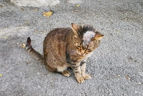 Gatto con la tigna