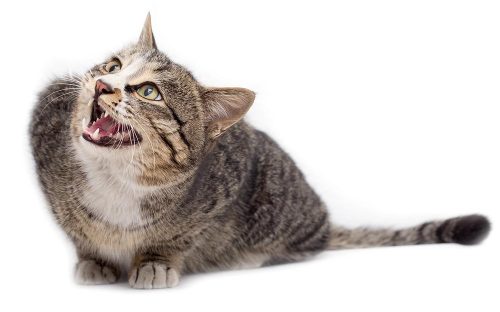 Gatto che miagola