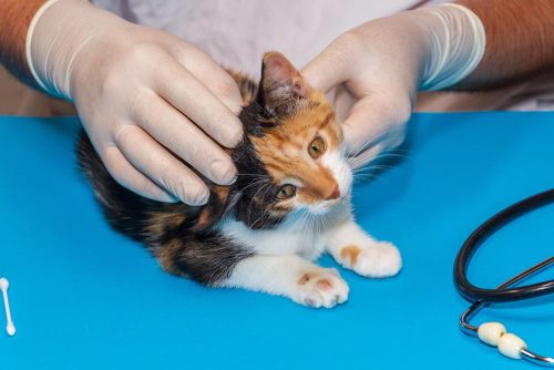 Gatto con la tigna
