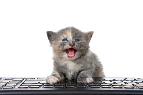 Gatto che miagola