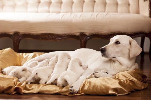 La gravidanza nel cane_Monge